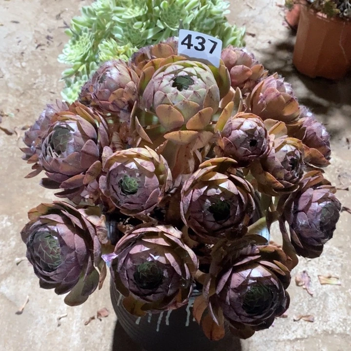法师植物一物一拍437