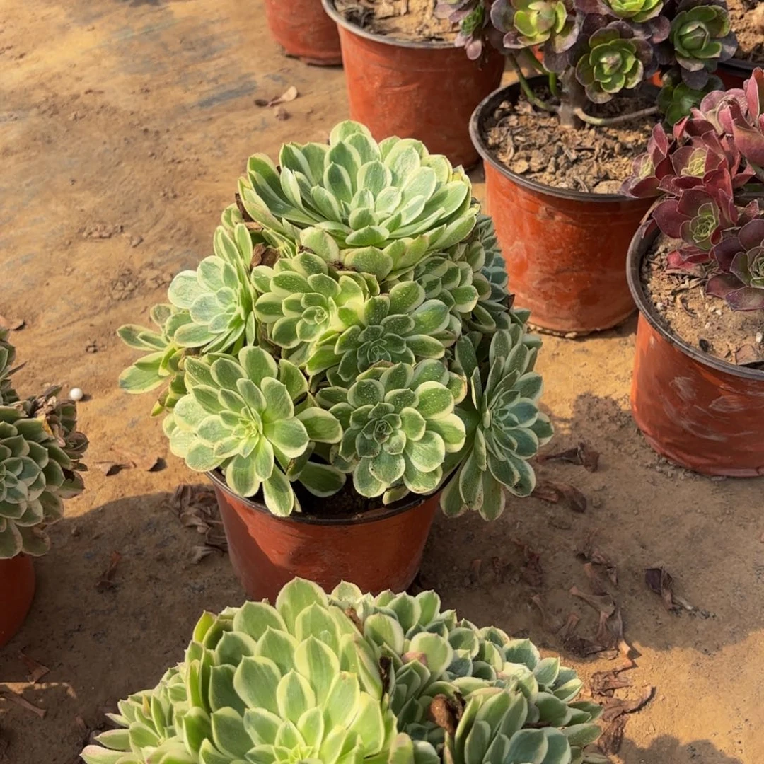 孔雀翎15.8多肉植物