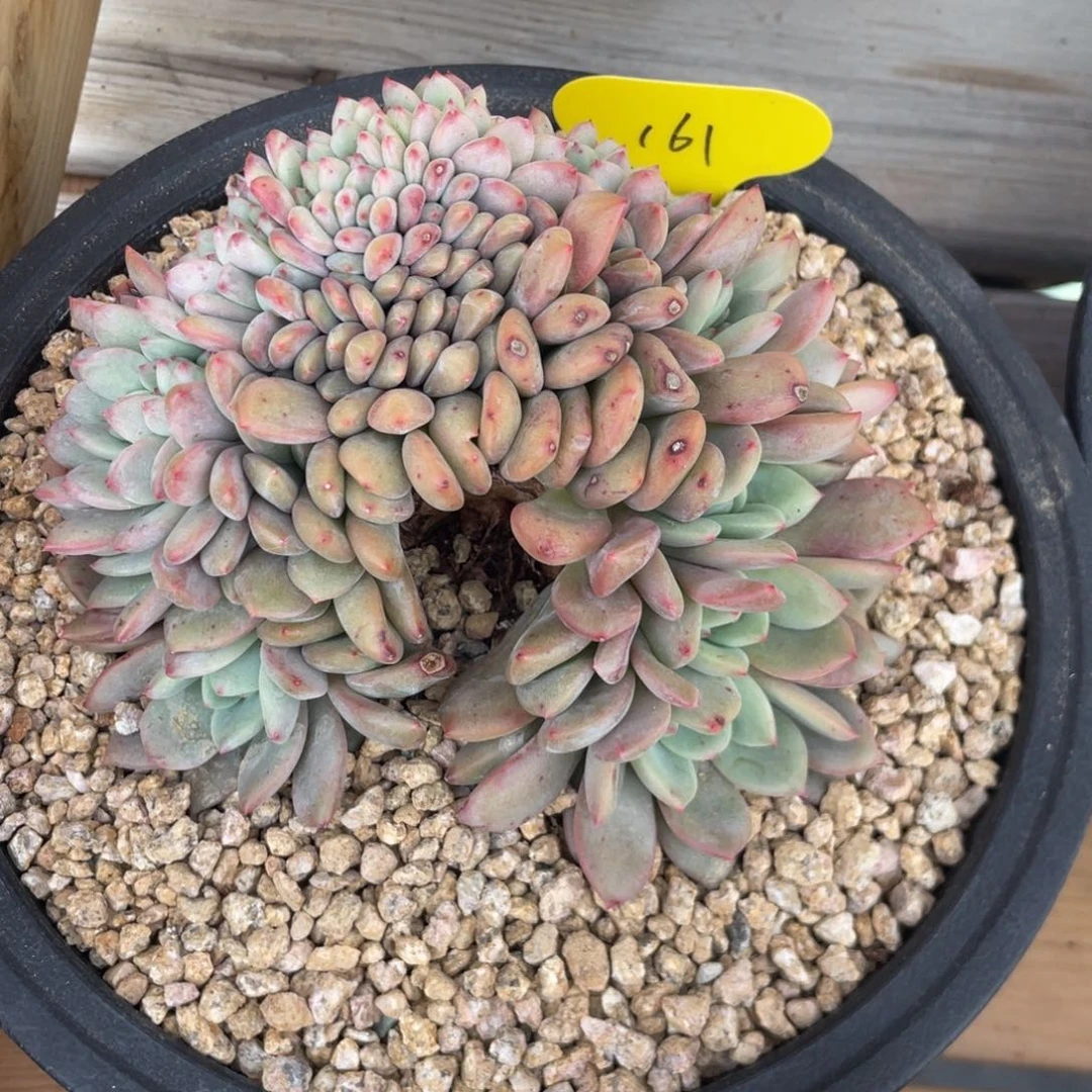 爱丽儿缀化，无砍无摘，实生。