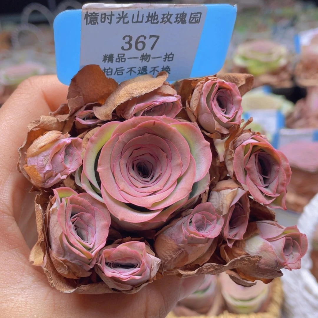 山地玫瑰367裸根发货不售后