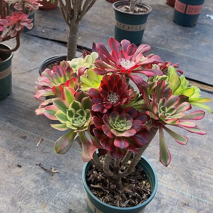 *️*嫁接法师一物一图16