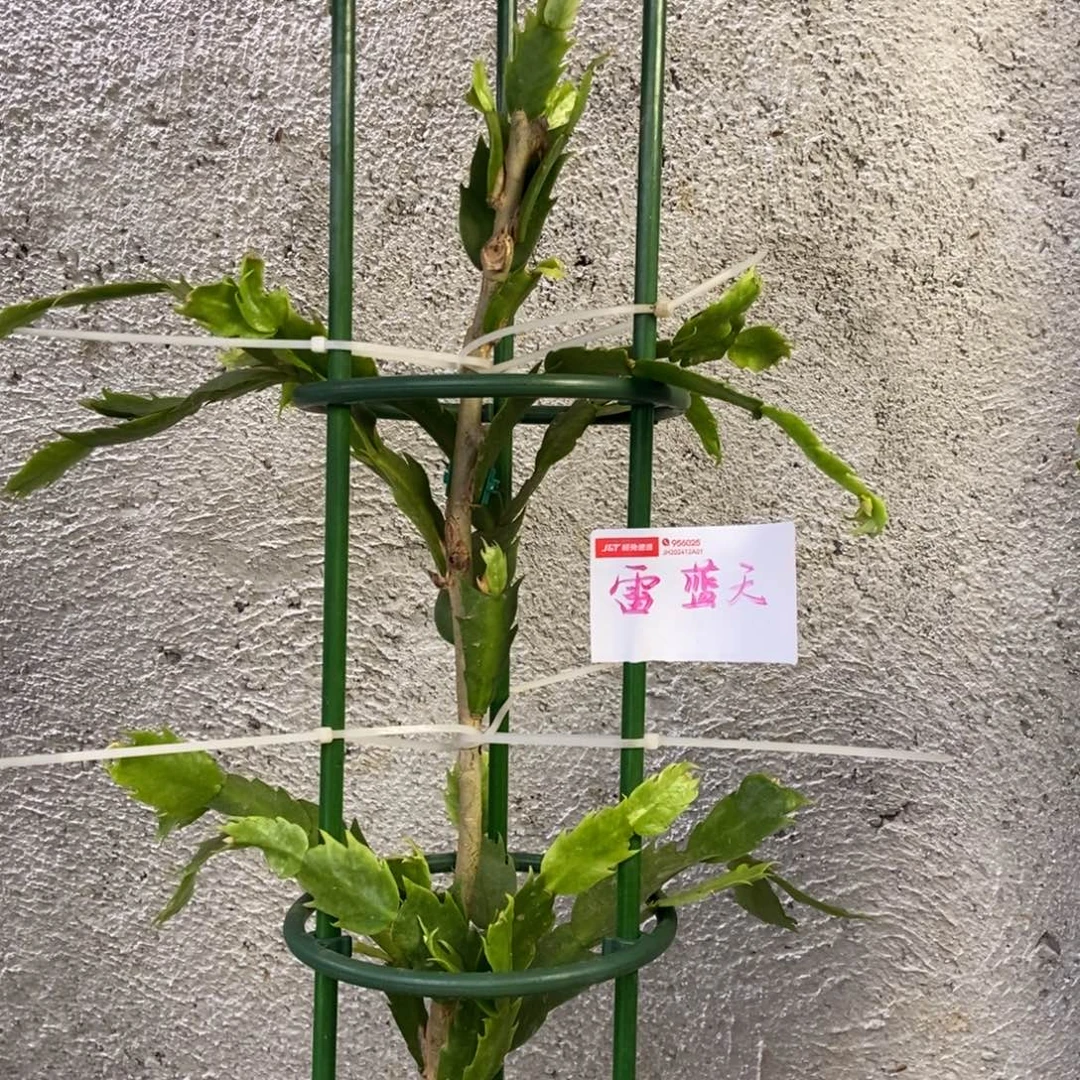 无花朵蓝天花友雷公藤两层