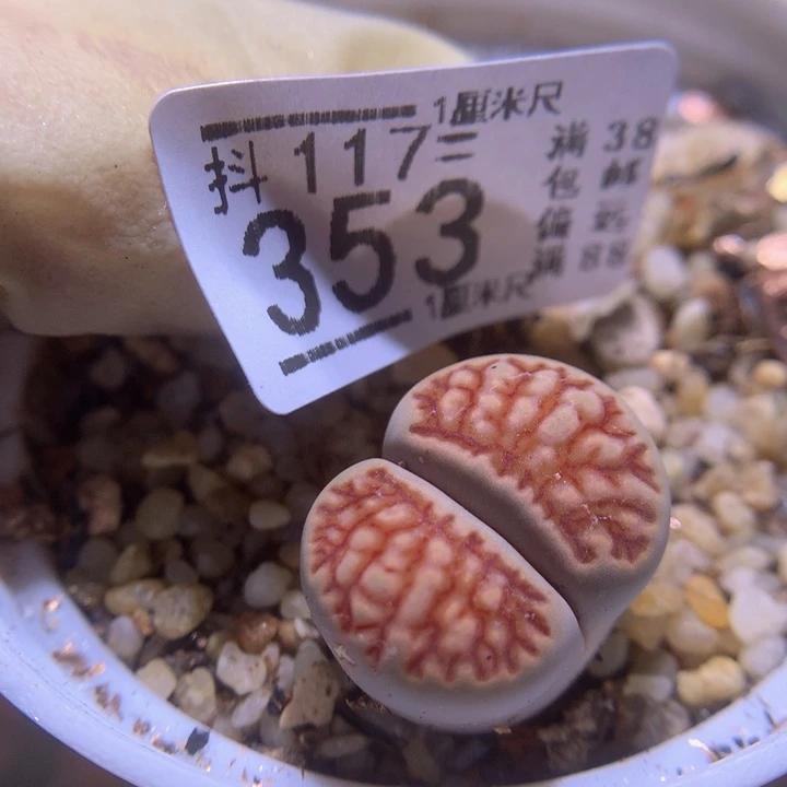 精品生石花117.353