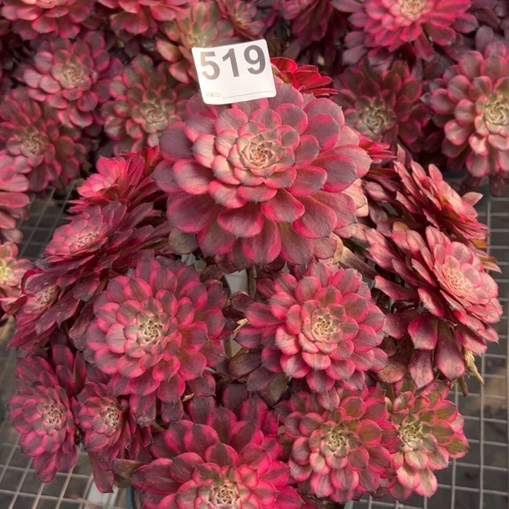 519血姬30厘米左右