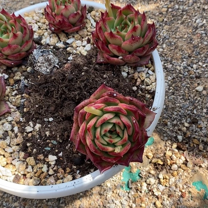 花****熊宽叶杂B-25.2.17