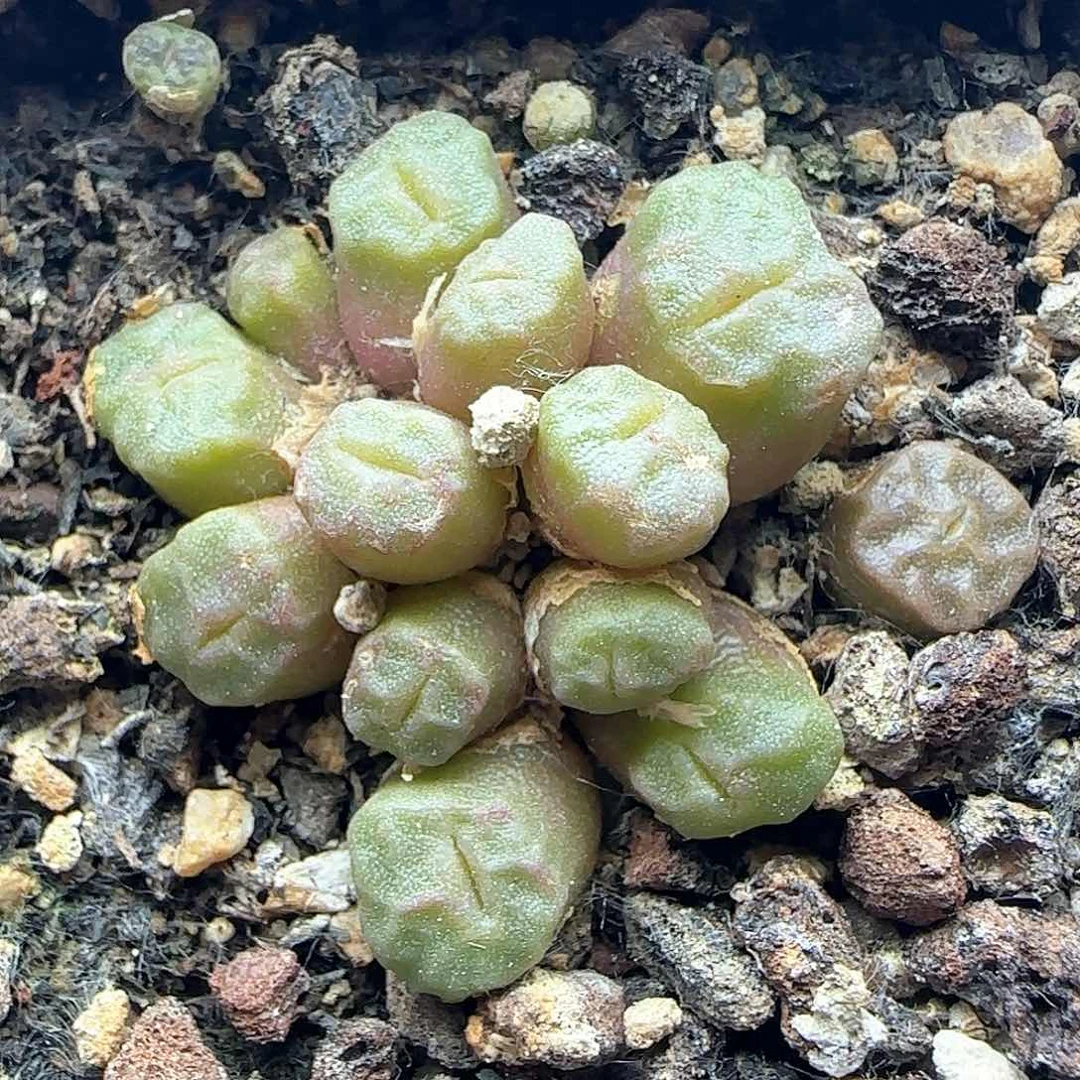 开播福利啊38183