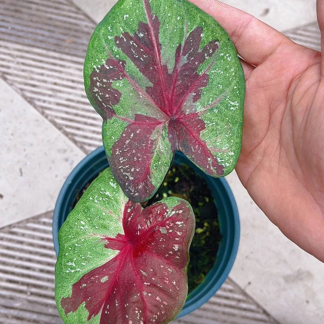 完全开放泰彩一物一拍335