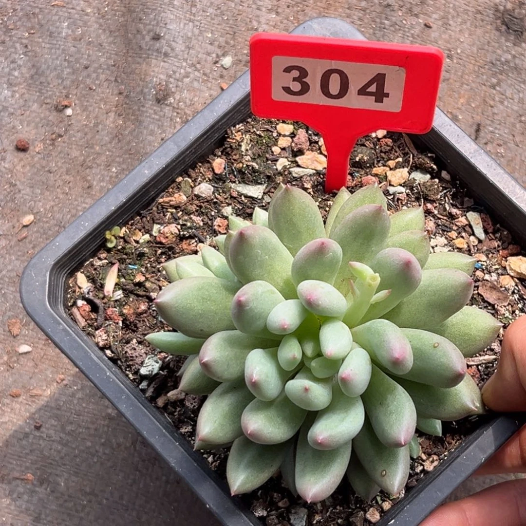 多肉植物304岩字群