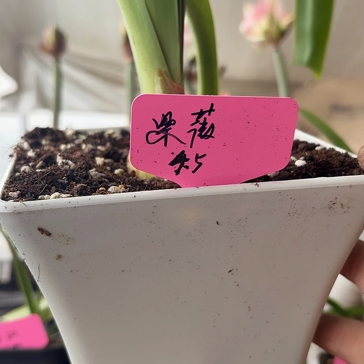 无花朵紫薇朱顶红直径4.5带盆土