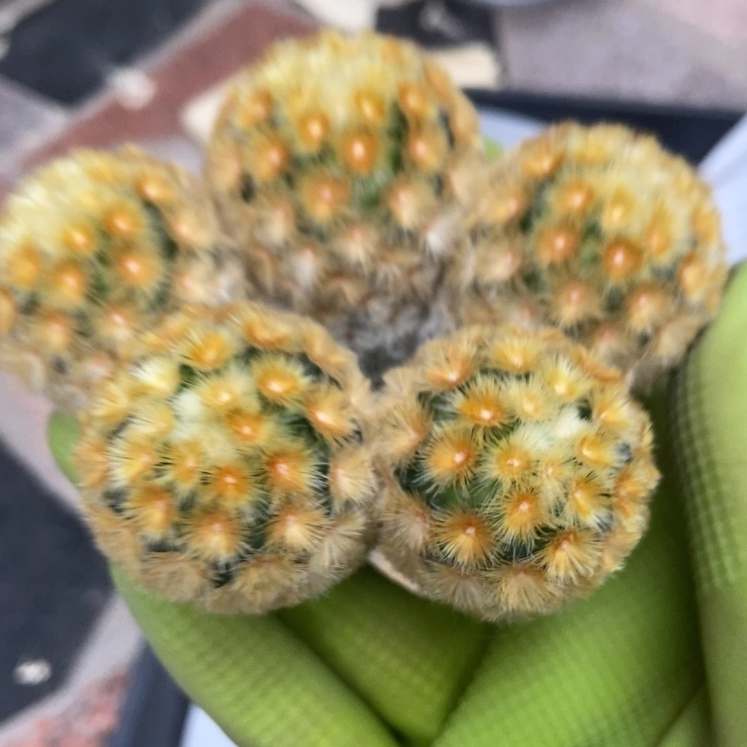 ****包佛头嘉文丸群仙人球