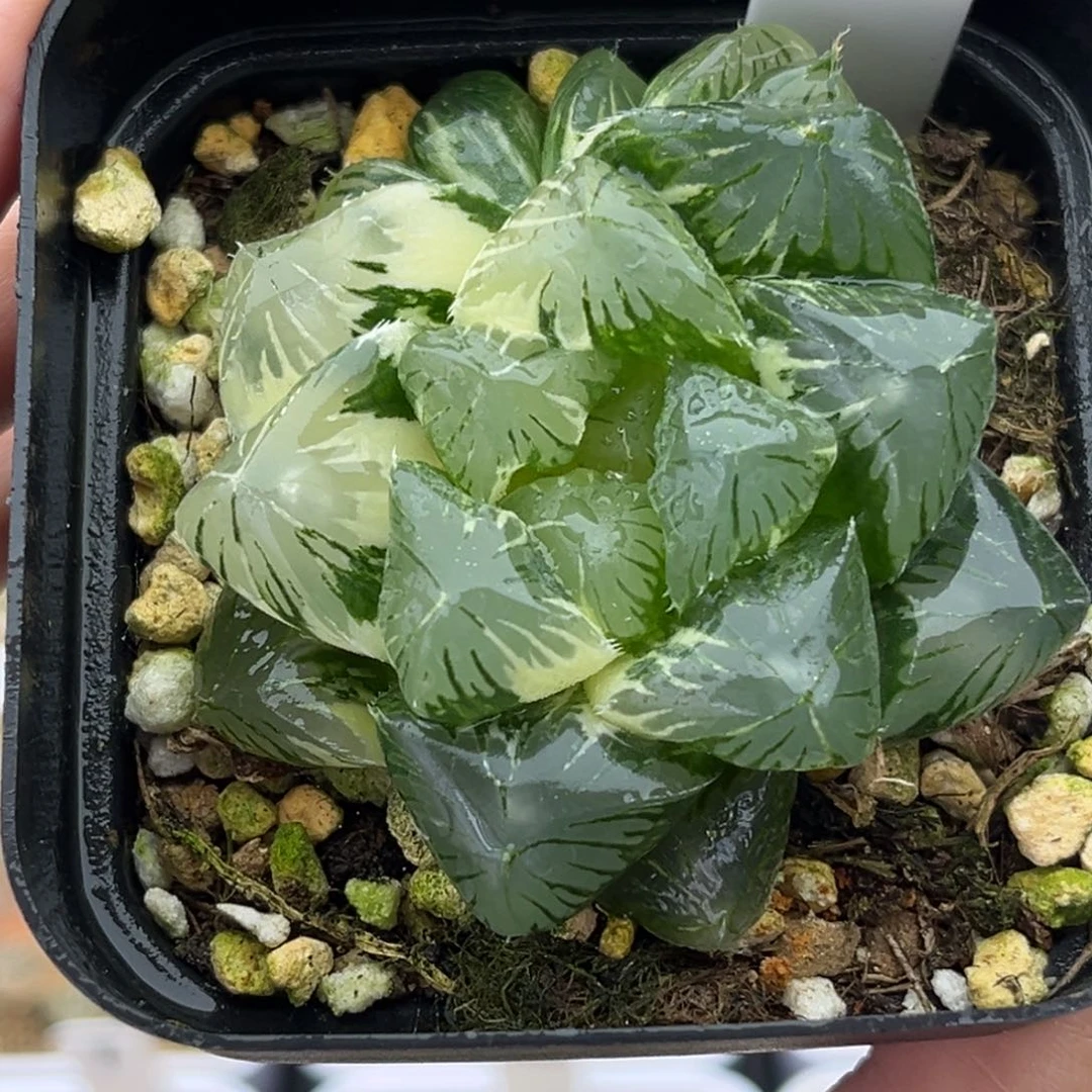 43别系玉露锦十二卷多肉