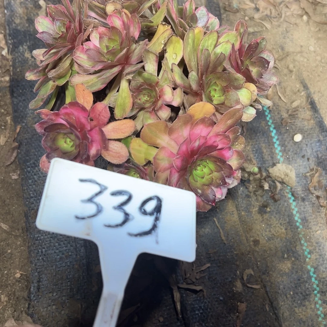 多肉植物万七彩法师339断支