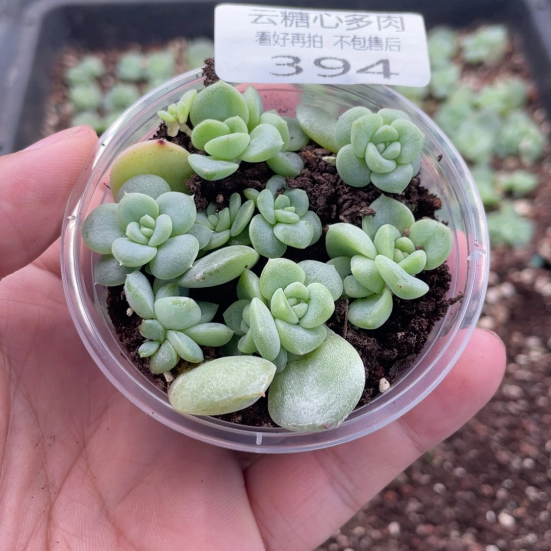 云糖心多肉植物394