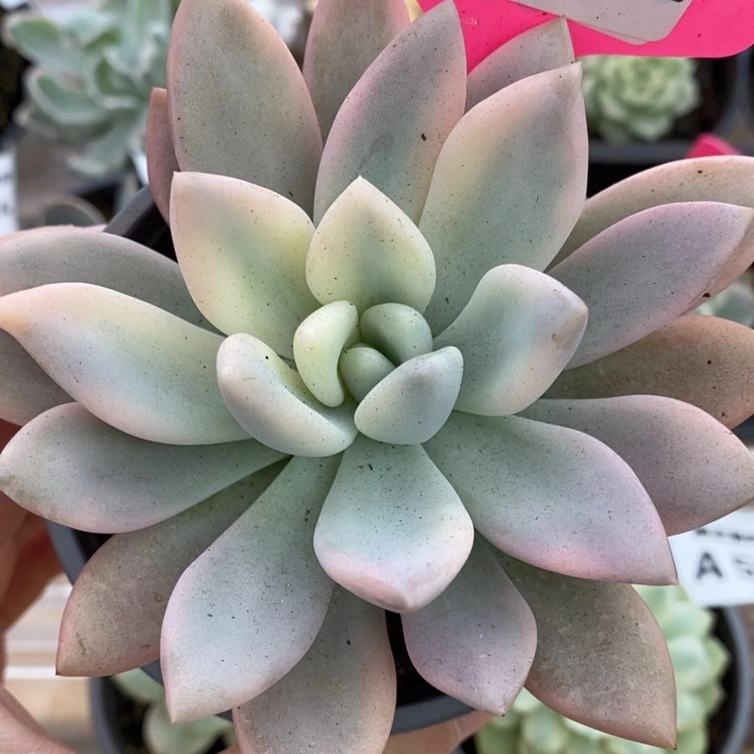 622奥普琳娜锦锦锦锦锦锦