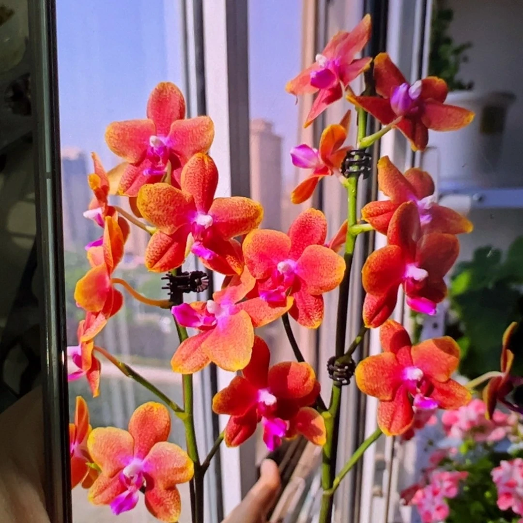 当前无花栽培后可以开花特价微瑕疵香恋博格丽
