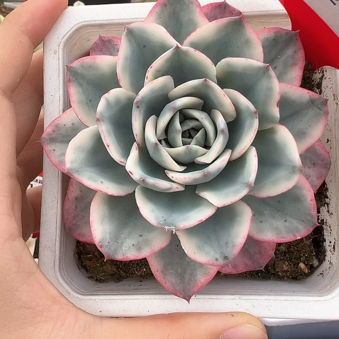 29号奶油黄桃锦多肉植物