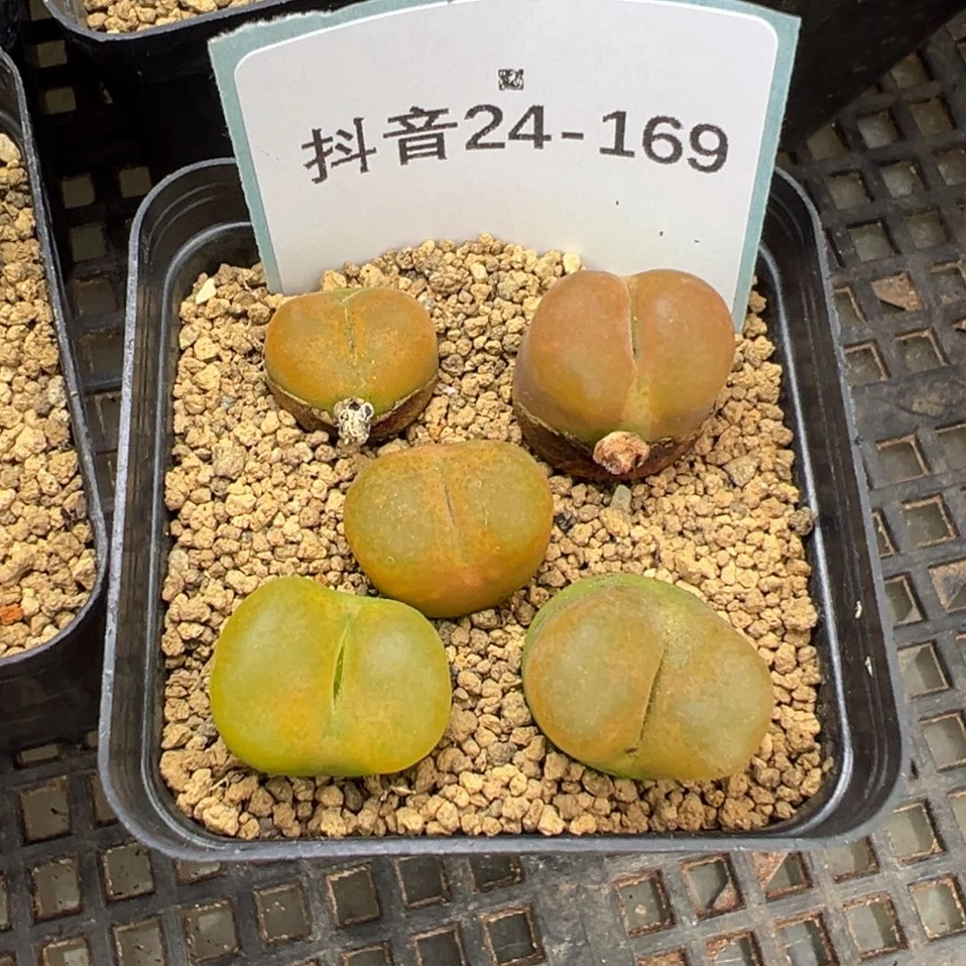 24-169肉锥多肉植物