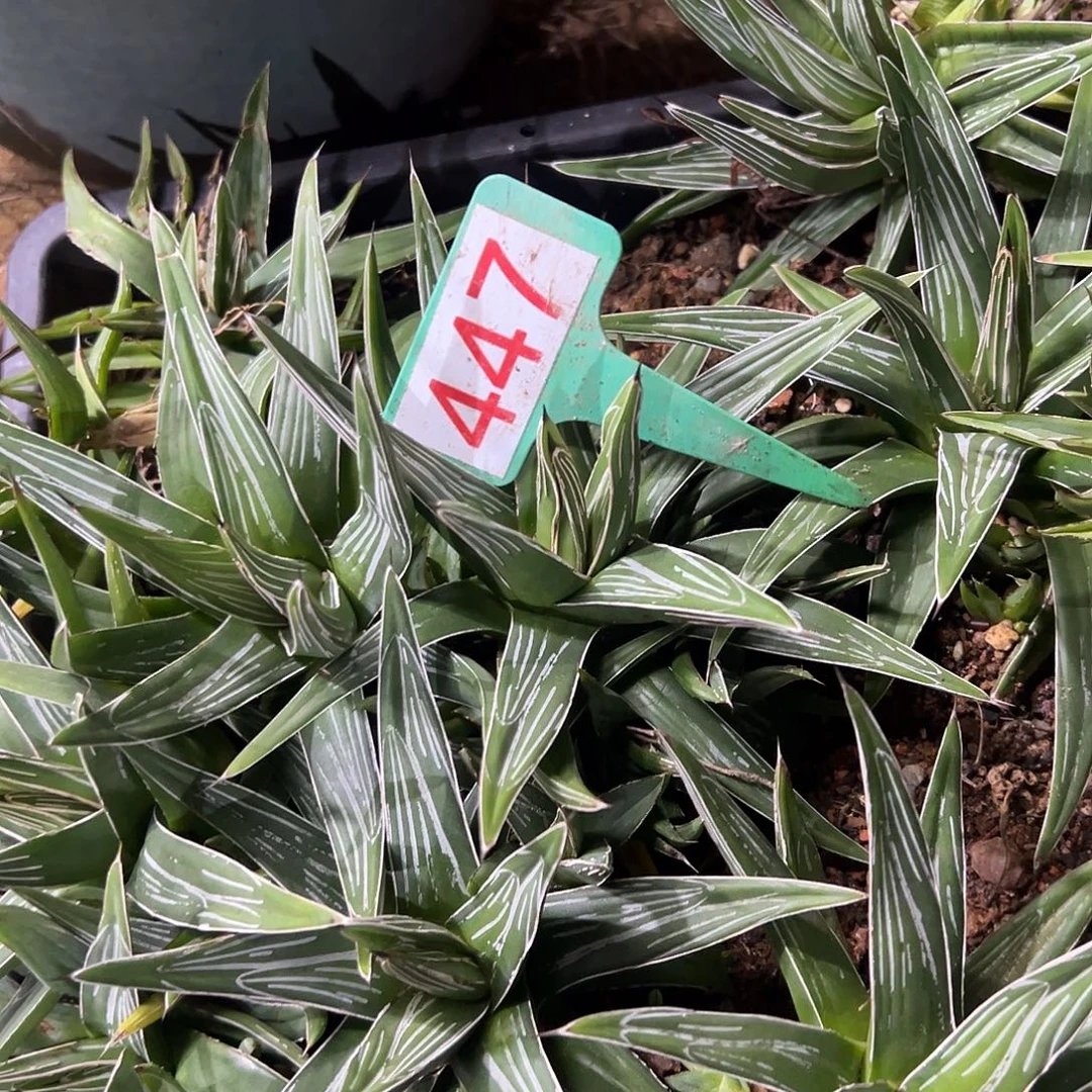 派***六直纹笹之雪龙舌兰447