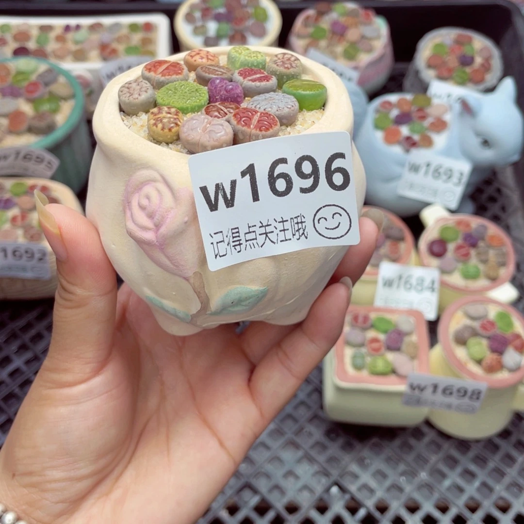 w1696 带盆土发货一物一拍