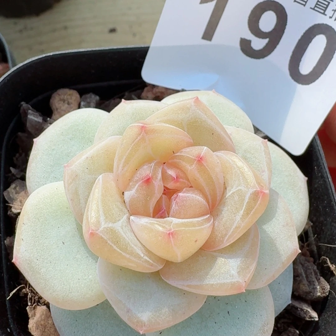 萌****?桃贝贝       多肉植物