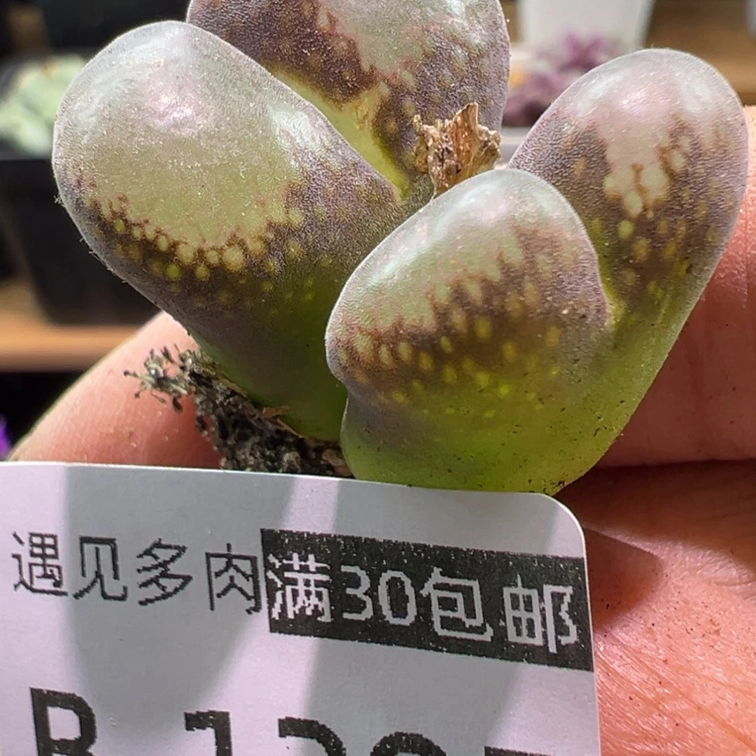 295 多肉植物11111111111