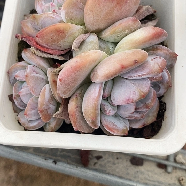 星颖35789900“l l