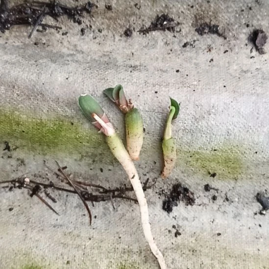 因***沦无花朵特色花卉君子兰小苗
