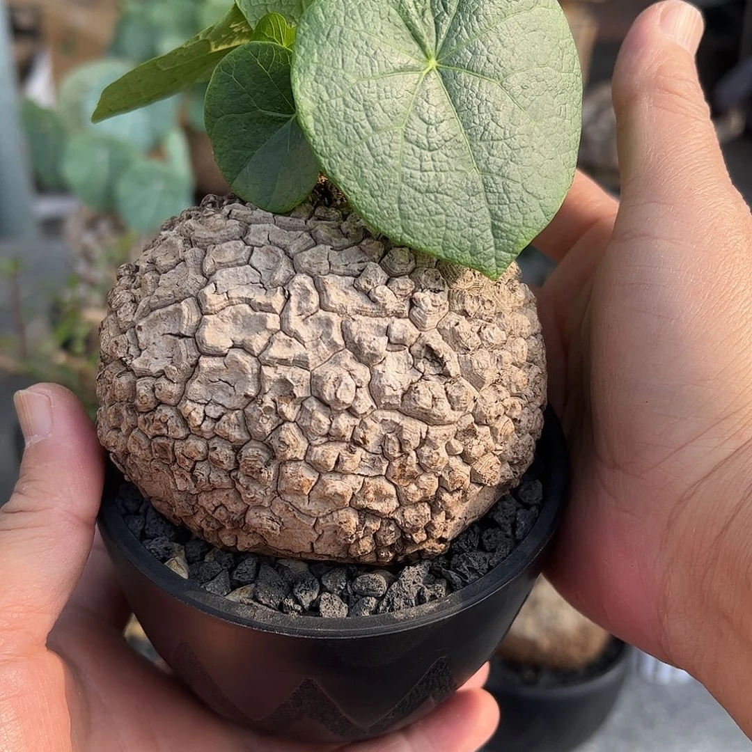 X***y龙甲荔枝龟 666888