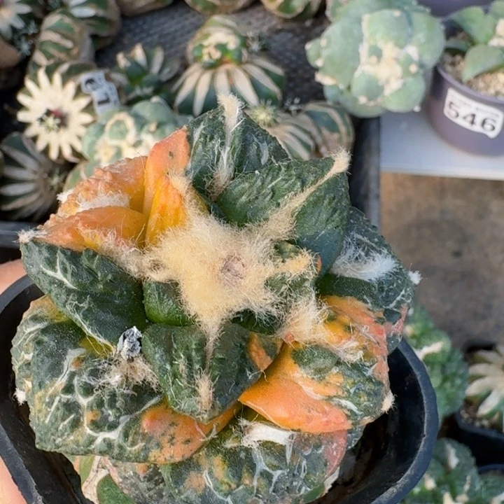 490极上斑连山牡丹锦