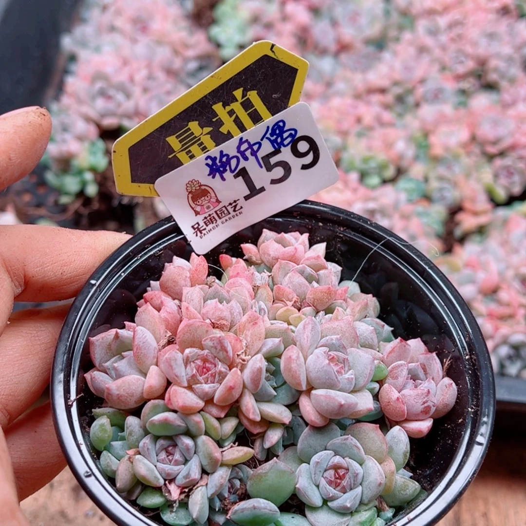 多肉植物多肉植物