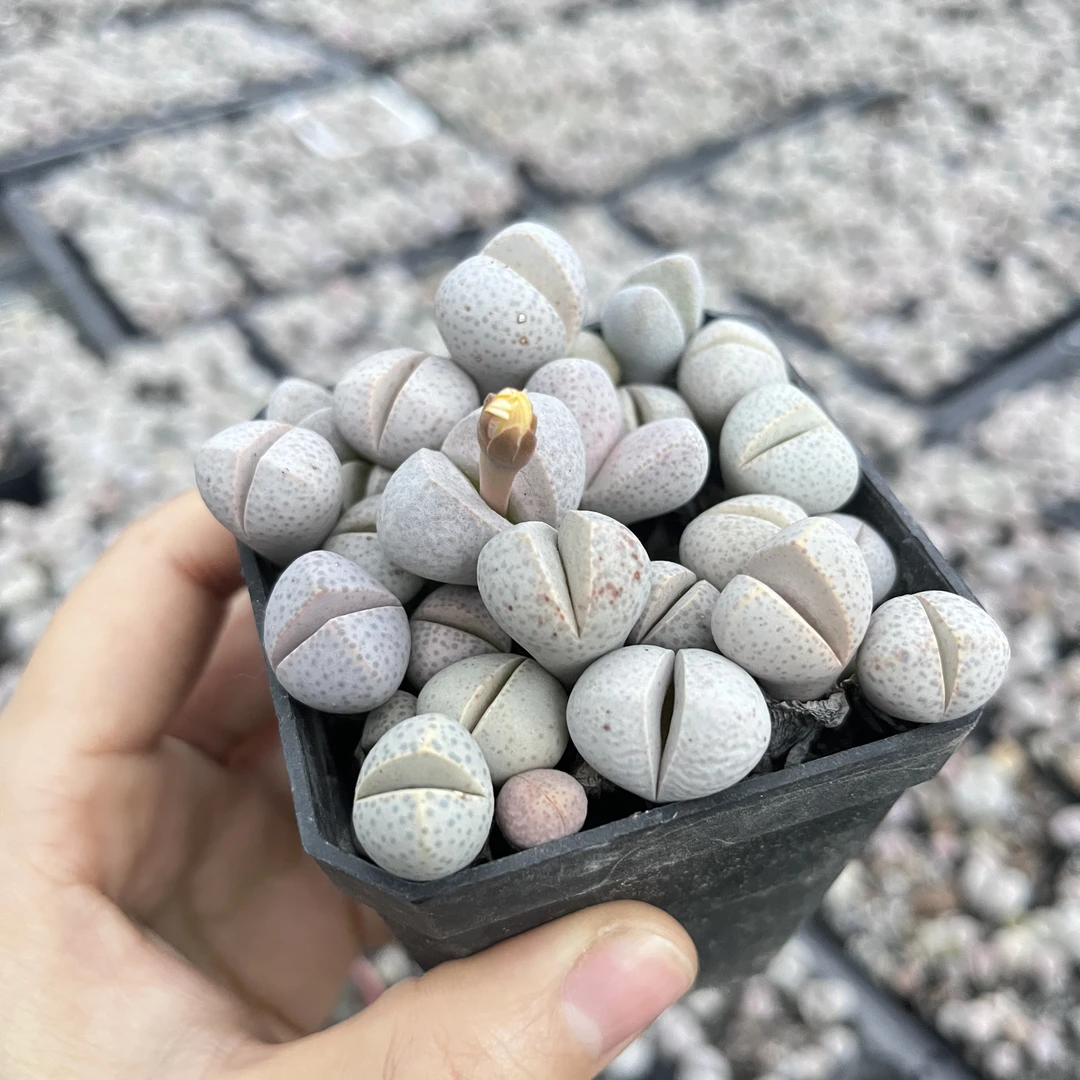 粉白色幻玉屁屁生石花番杏科多肉植物
