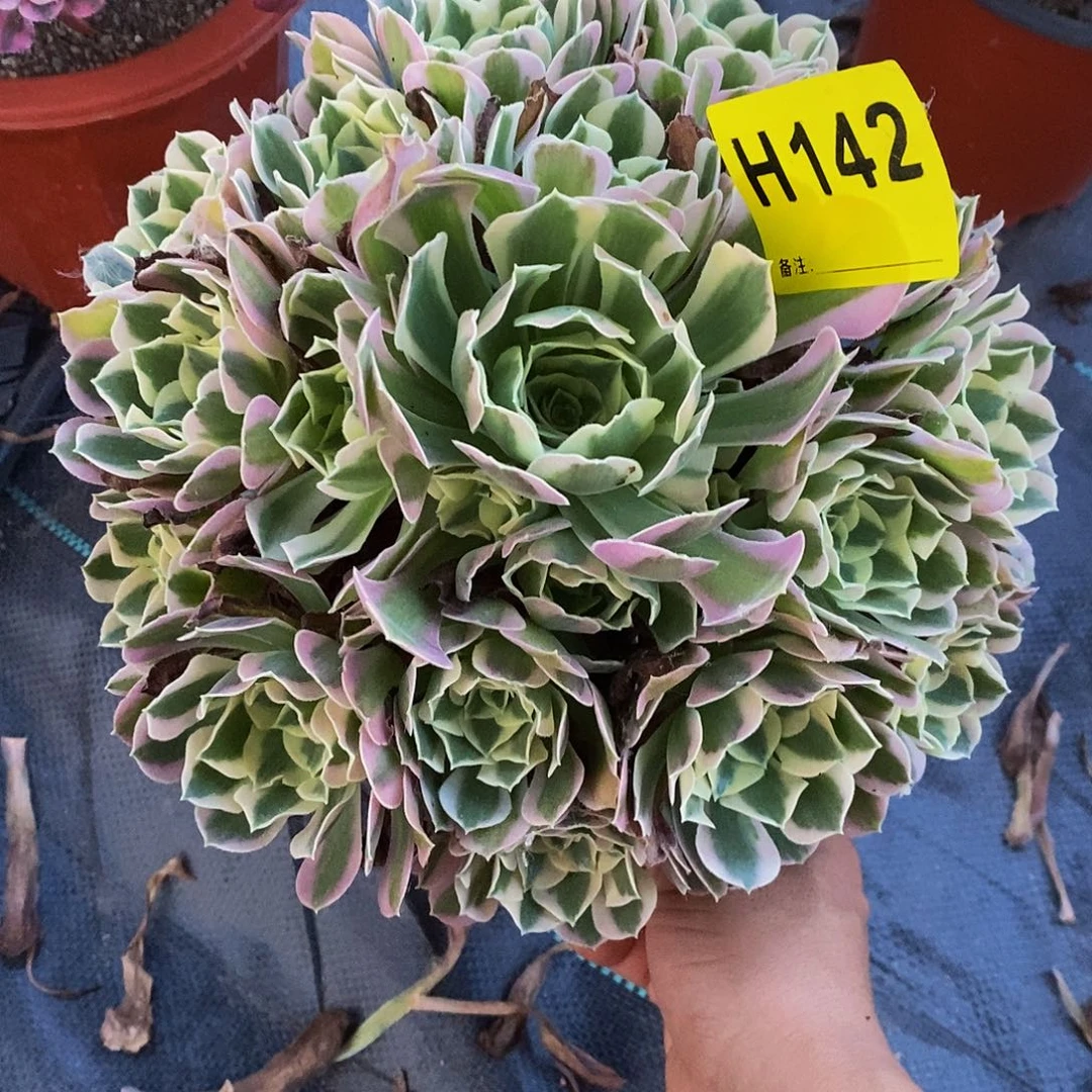 142白风55555555555