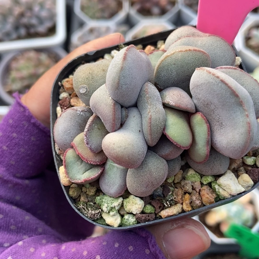 120红蛋多肉植物多肉