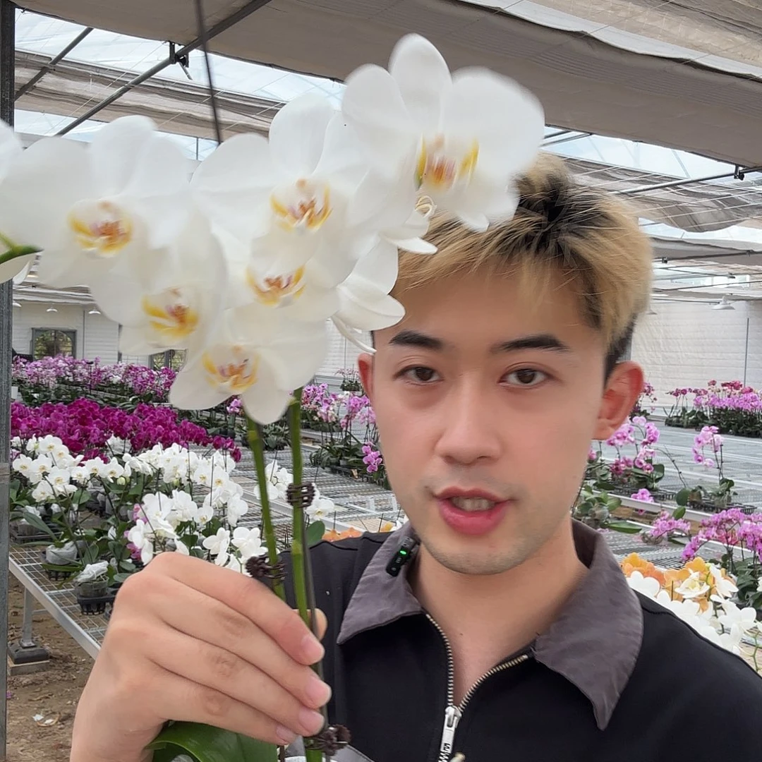 完全开放多佛两颗装