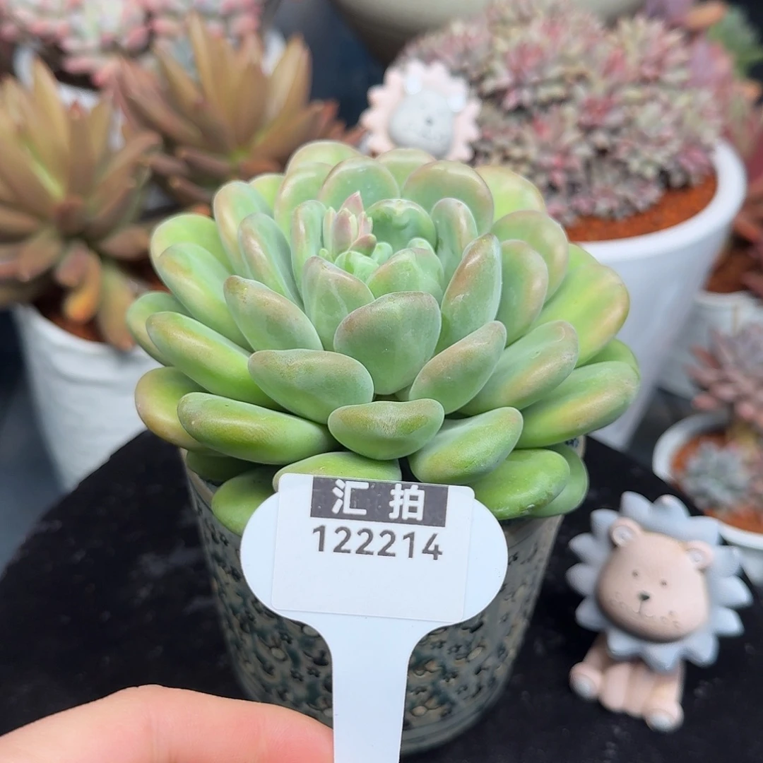 精品多肉植物122214