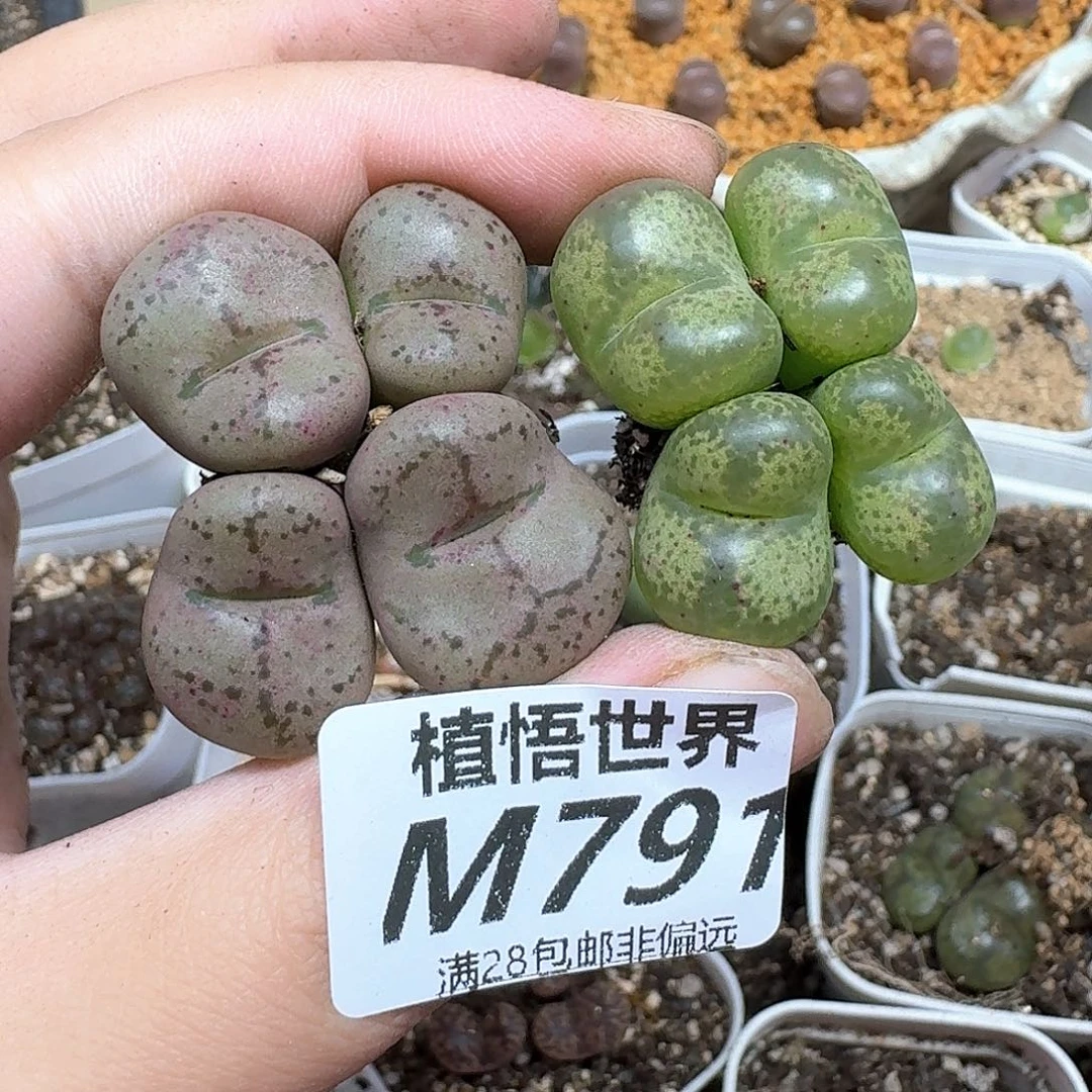 多肉植物的润泽和d
