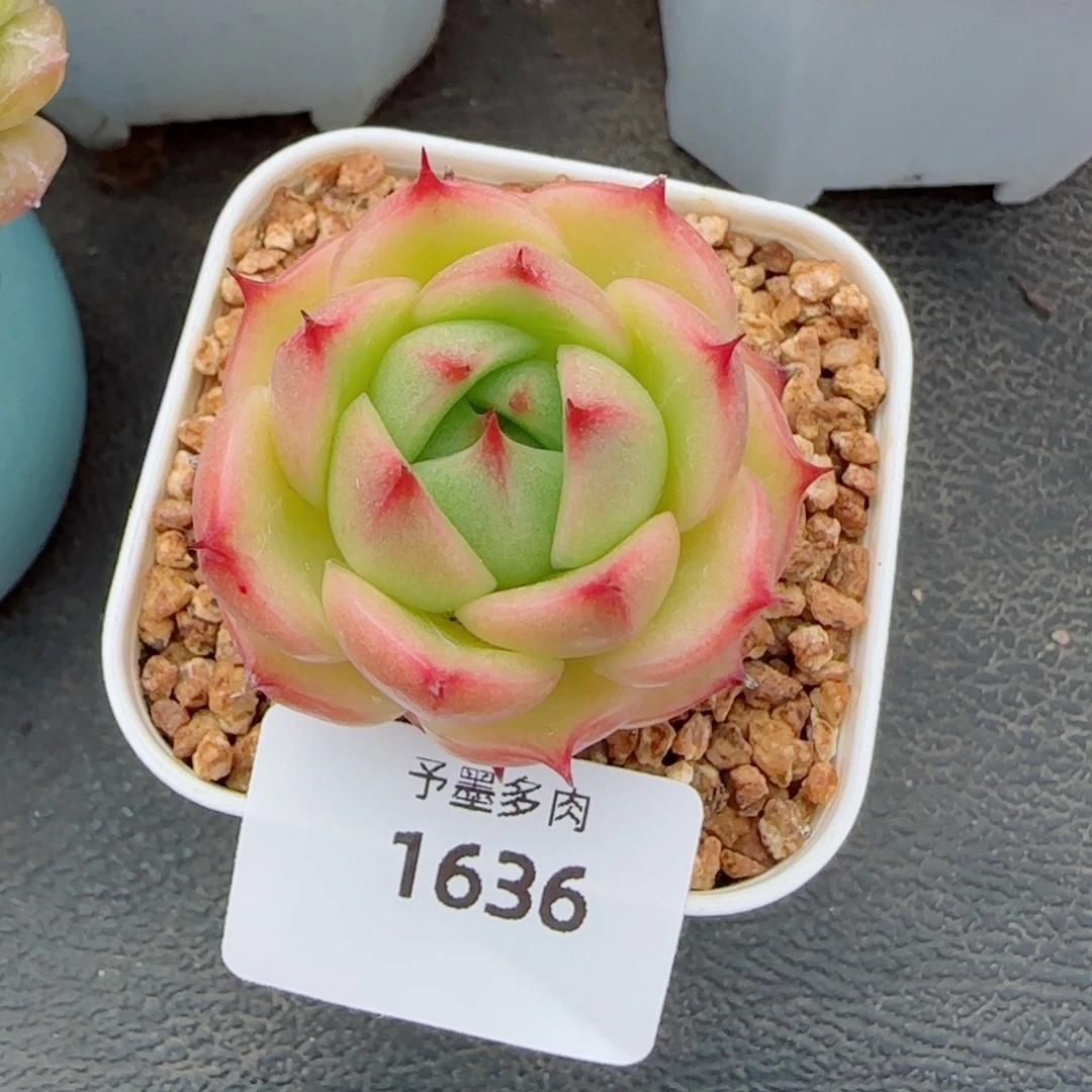玉玲珑，1636多肉植物