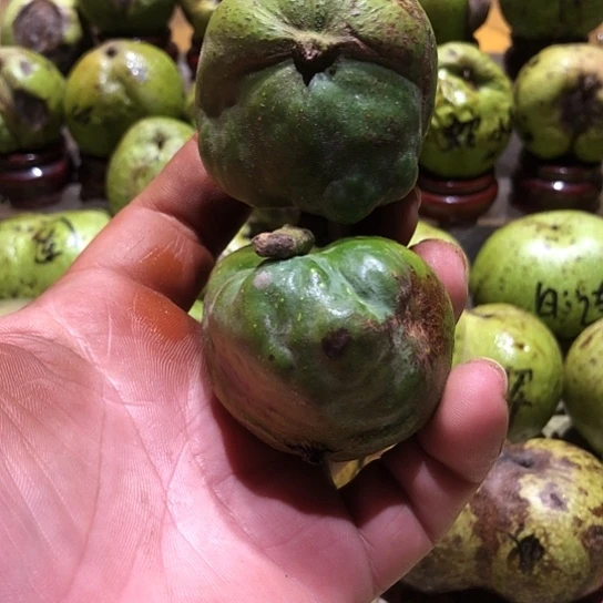 吊坠桃核核桃核桃