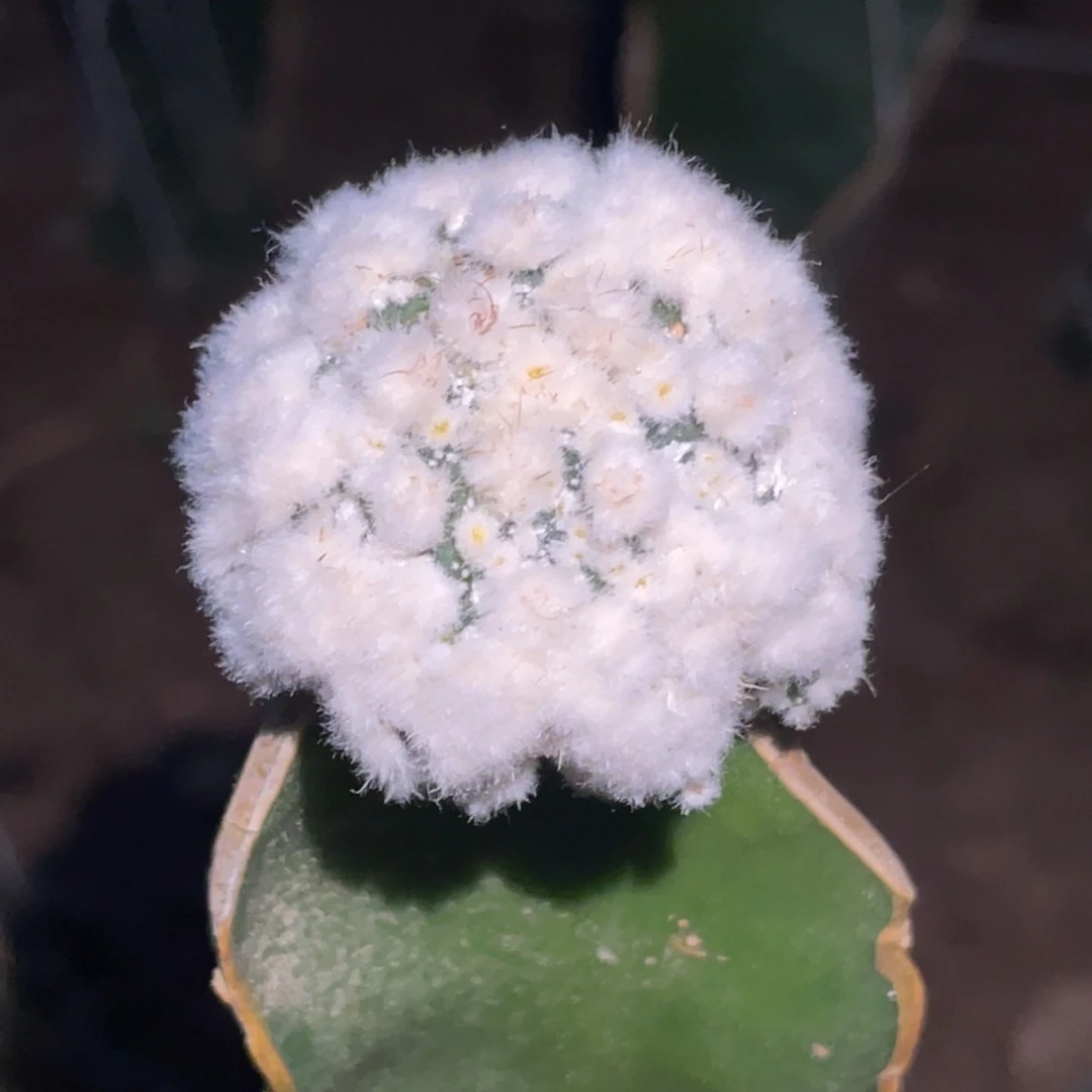 全部花朵花园海星兜 仙人球