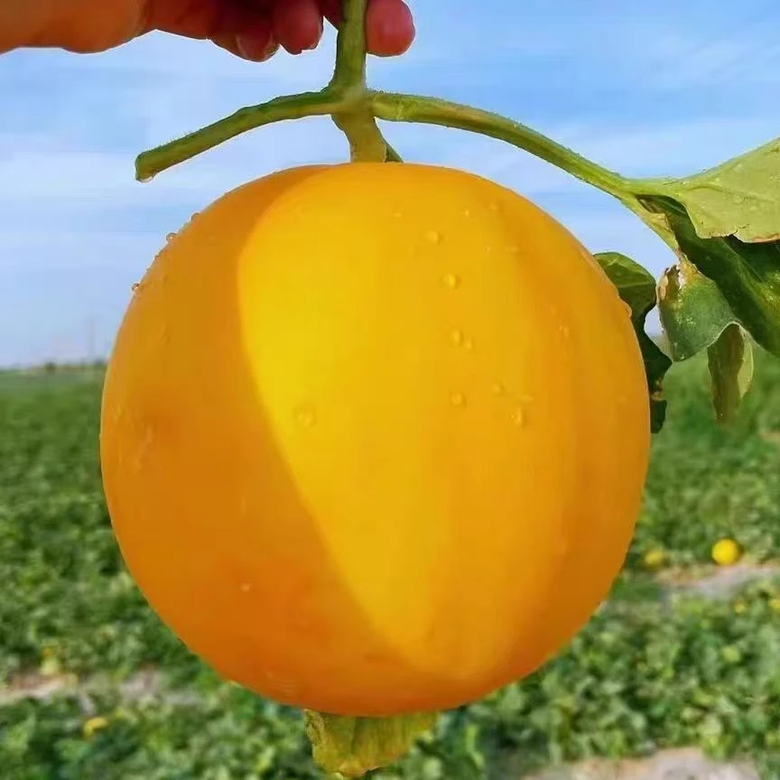 甘肃民勤黄河蜜瓜金红宝净重软糯香甜6-7斤/8-9斤京东顺丰随机