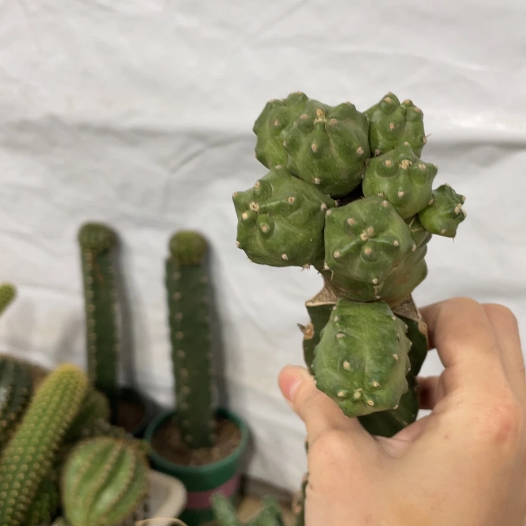 新品橙桃母本一物一拍10