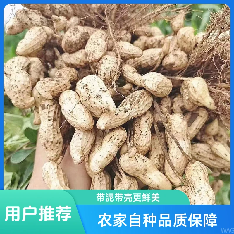 【新鲜现挖】带泥带壳湿花生农家自种可水煮生吃粉皮花生水煮农家菜