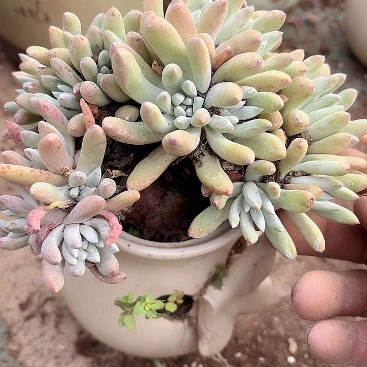 仙女杯多肉植物提取