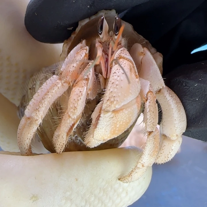 A29奶包灰白1.6cm口径