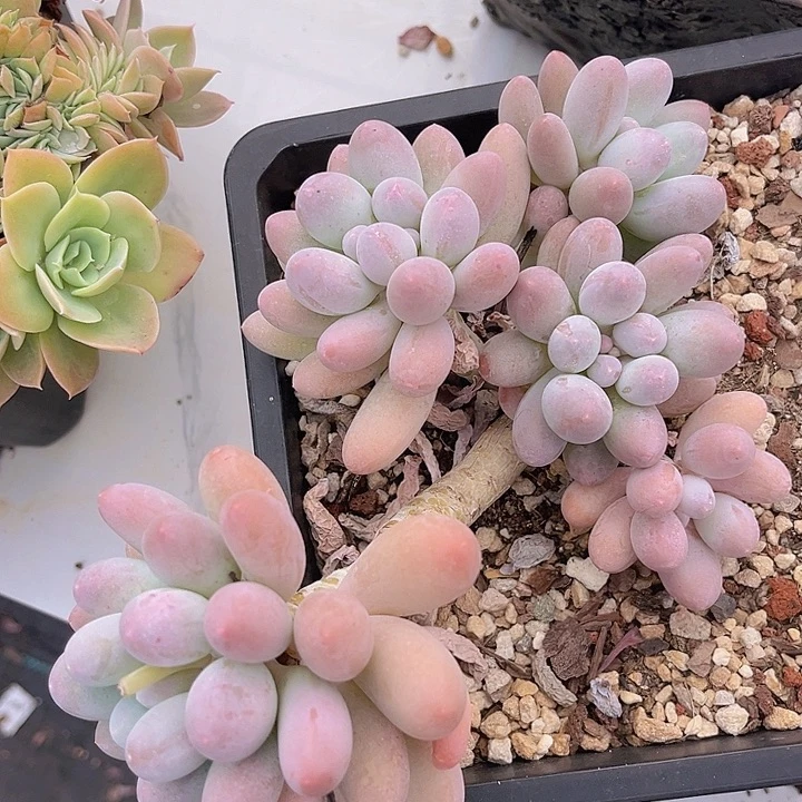 汤圆25113多肉植物