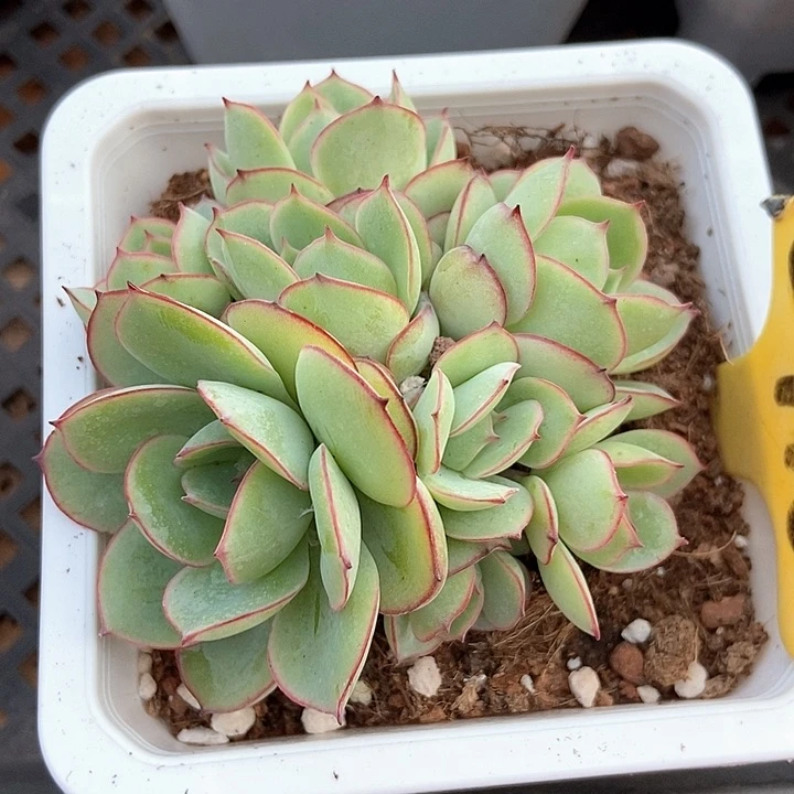 多肉植物牡丹亭群6116