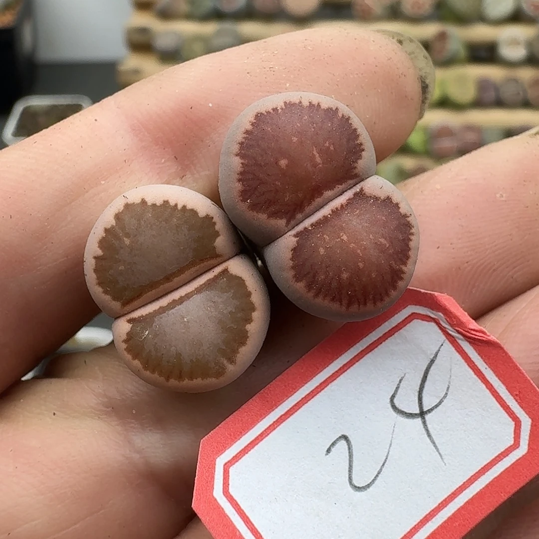 24多肉哈哈哈哈哈哈哈哈