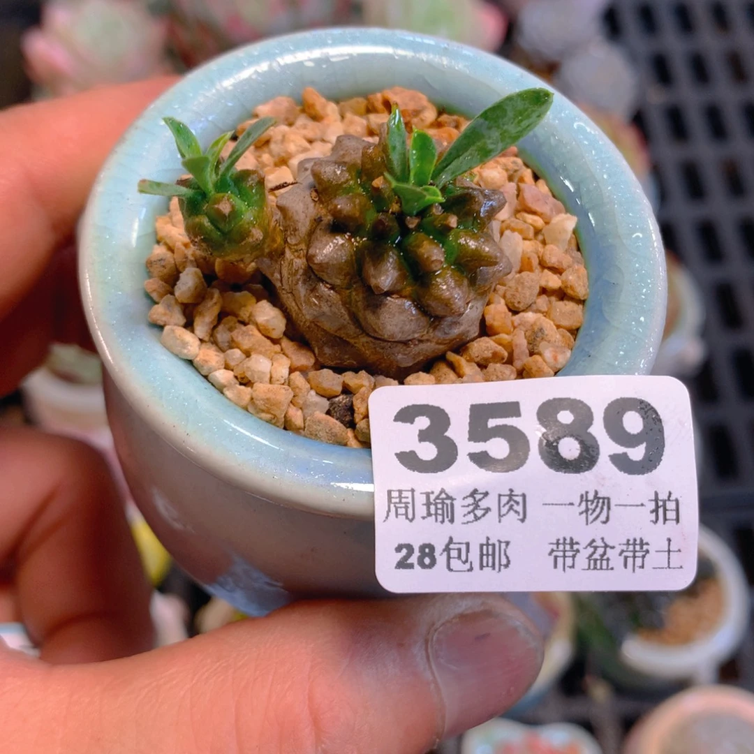 5厘米盆精控多肉3589