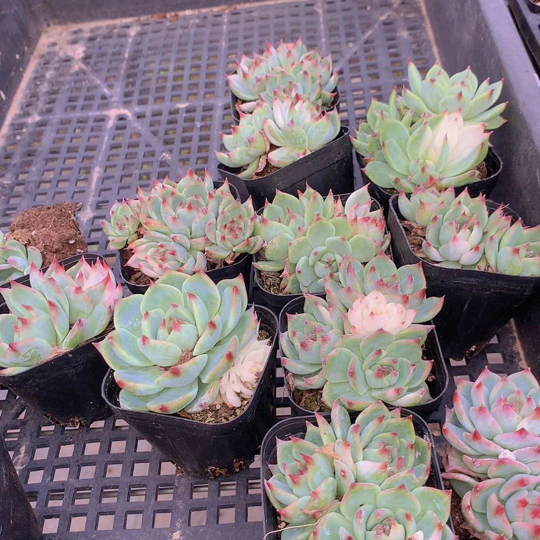 两颗吉娃娃少锦3567889999