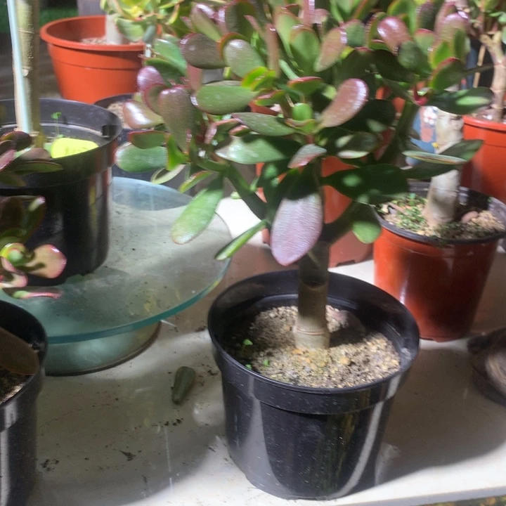 立**郑N30韩国紫叶脱土发货